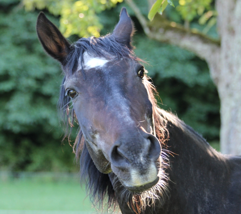 Altersweiden Pferd Willy